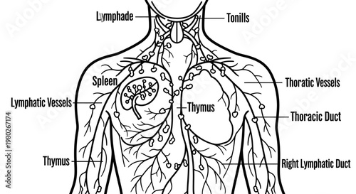 Human body immune system anatomy.