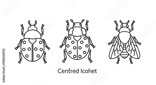 Vector Illustration: Three Insects - Ladybug, Spotted Beetle, and Fly