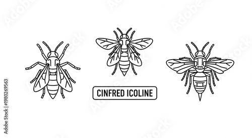 Vintage Bee Illustrations: Cinifred Icoline, Three Stylized Insect Line Art