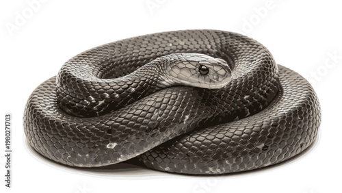Coiled black snake with textured scales and a pointed head on a white background.