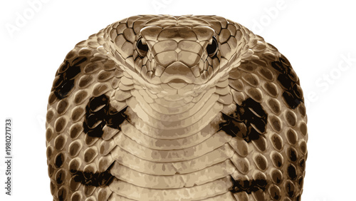 Close-up of a snake's head and neck, showcasing its scales and facial features against a plain white background.