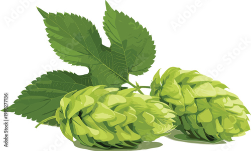 Fresh green hops cones with leaves botanical illustration for beer brewing ingredients organic agriculture plant vector isolated design concept