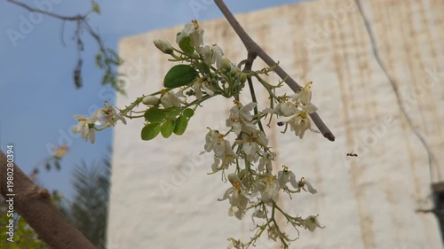Delicate White Flowers on a Tree Branch