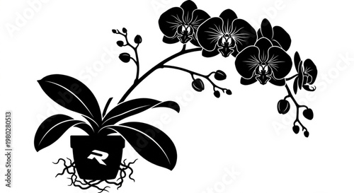 Elegant Black and White Phalaenopsis Orchid Silhouette in Pot with Roots