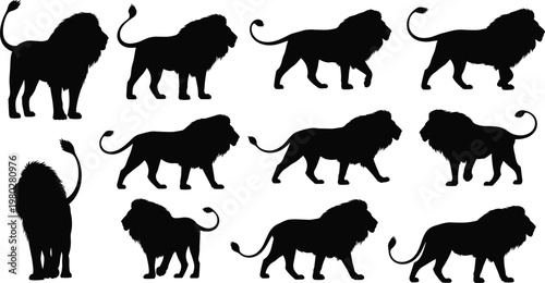 Lion silhouettes collection with different poses, detailed wild animal vector set isolated on white background for wildlife and safari design