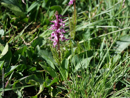 Fényképezés Elephant’s Head Wildflower in Alpine Meadow Near Blue Lake, Indian Peaks Wildern