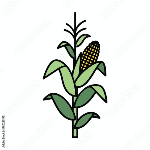 Illustration of a Fresh Corn Plant with Green Leaves and Yellow Cobs