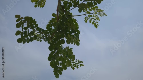 Green Leaves Against a Cloudy Sky 4k video