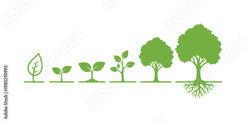 The different growth stages of a tree, starting from a green leaf to a fully developed plant.