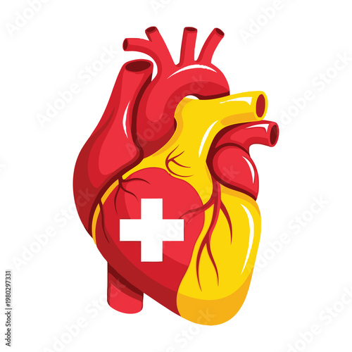 Human Heart Anatomy with Swiss Cross Symbol Concept for Cardiology and Medical Healthcare Services