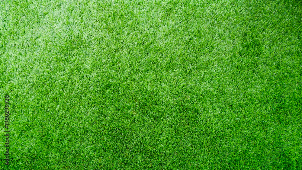 Fototapeta premium Top view of green grass background. Green turf