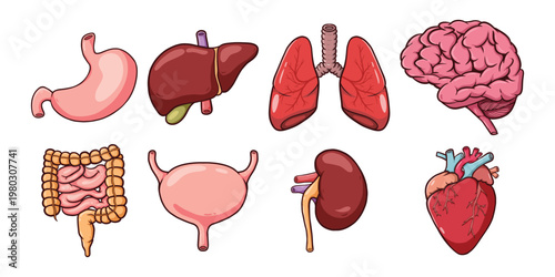 Cartoon Collection of Human Internal Organs Vector Set
