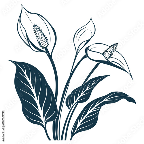 peace lily silhouette on white background