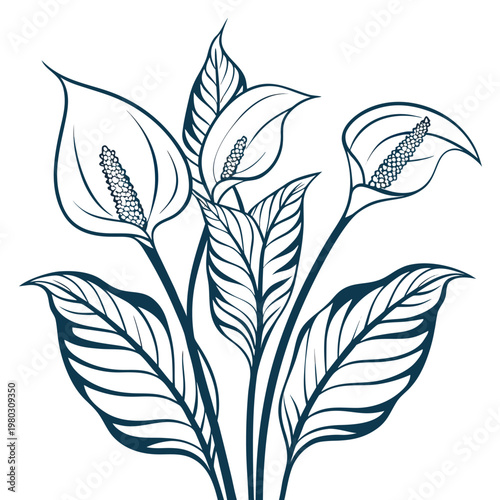 peace lily vector