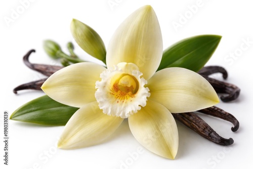 Vanilla Orchid Flower Close-Up with Vanilla Pods and Green Leaves