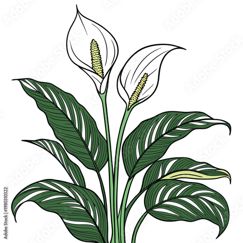 peace lily colorful on white background