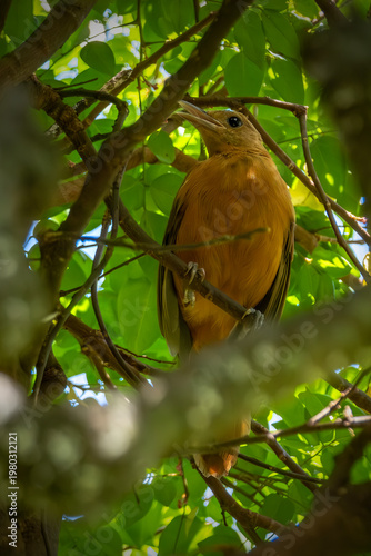 A brown bird perched on a tree branch surrounded by green leaves in a natural outdoor environment.