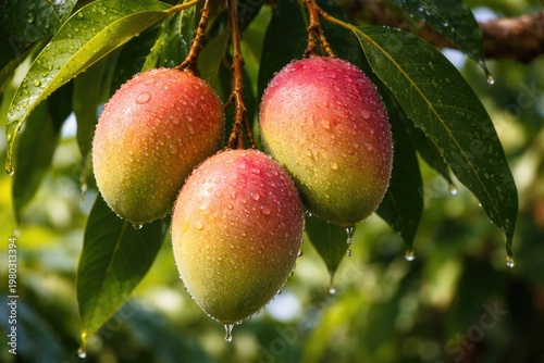 Close up of ripe mango fruits with water droplets on lush tropical tree branch