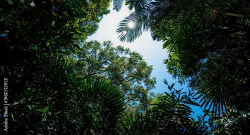 Looking Up At Lush Jungle Tree Leaves With Clear Sky View