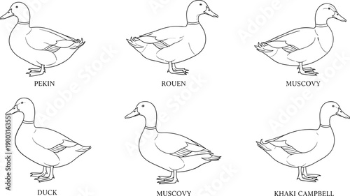 Duck Breeds Line Art: Pekin, Rouen, Muscovy, and Khaki Campbell Duck Illustrations