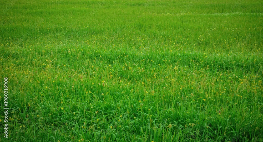 Obraz premium Large rural meadow with vibrant greenery