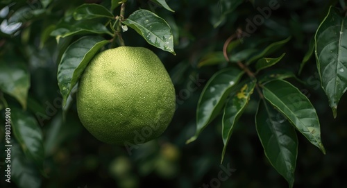 Pomelo hanging from dense foliage of a fruit tree