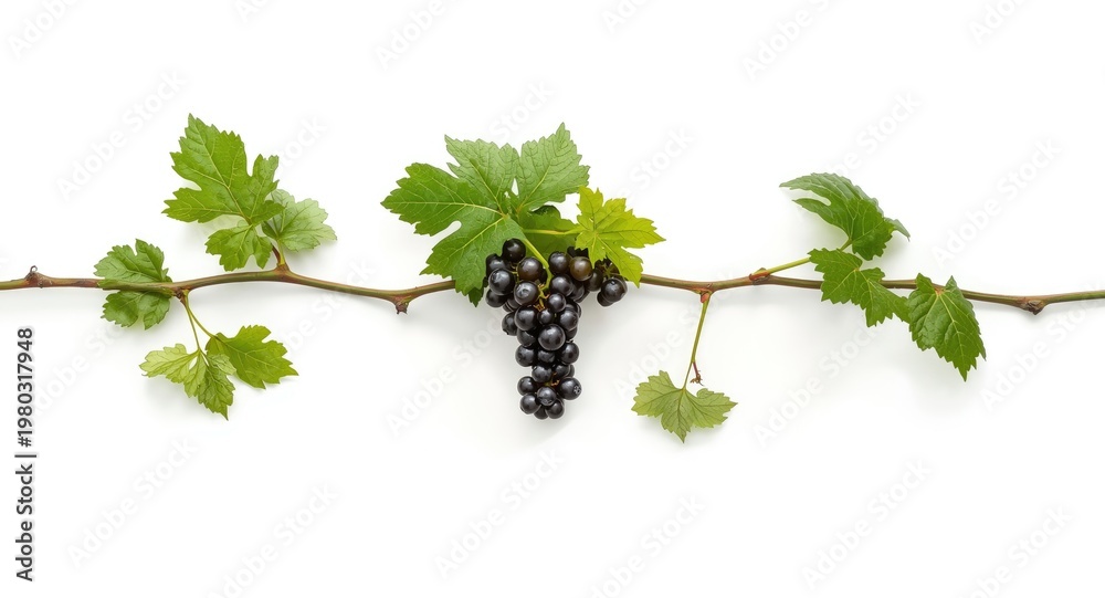 Fototapeta premium White backdrop featuring a fresh miniature grapevine branch with developing grapes