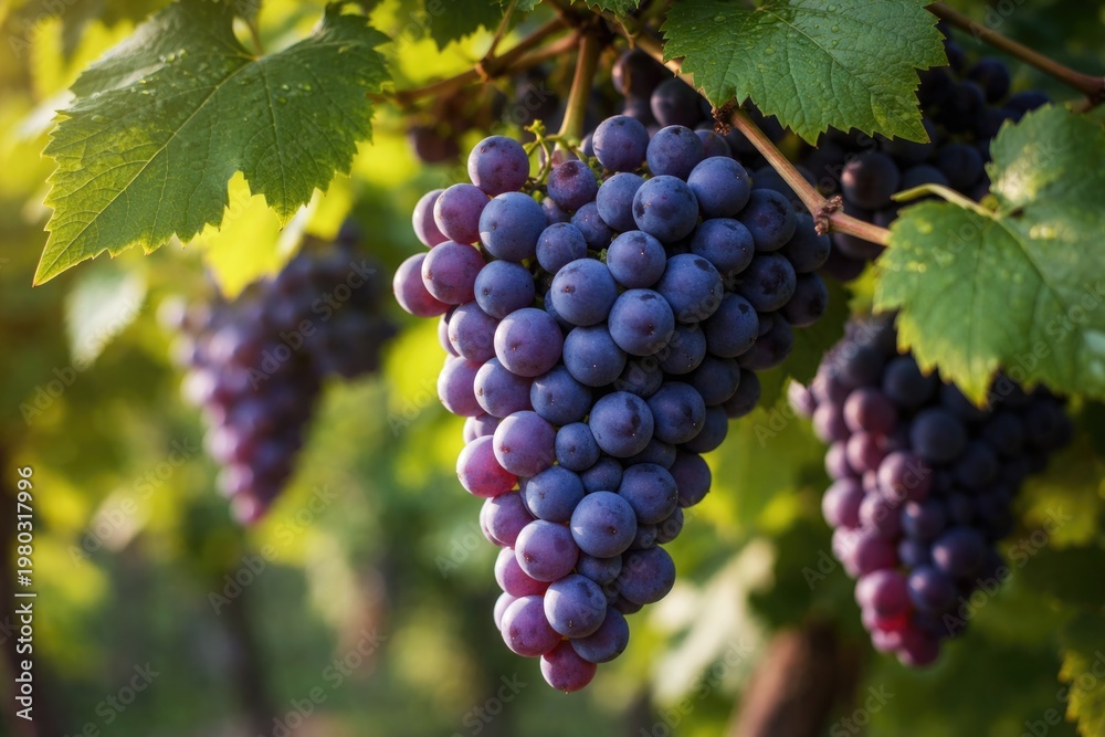 Naklejka premium Fresh concord grapes on vine in close-up view