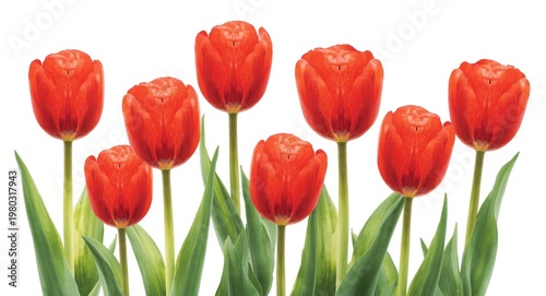 Watercolor depiction of vibrant red tulips with a bright white backdrop for heartfelt greeting cards