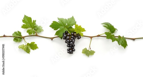 White backdrop featuring a fresh miniature grapevine branch with developing grapes