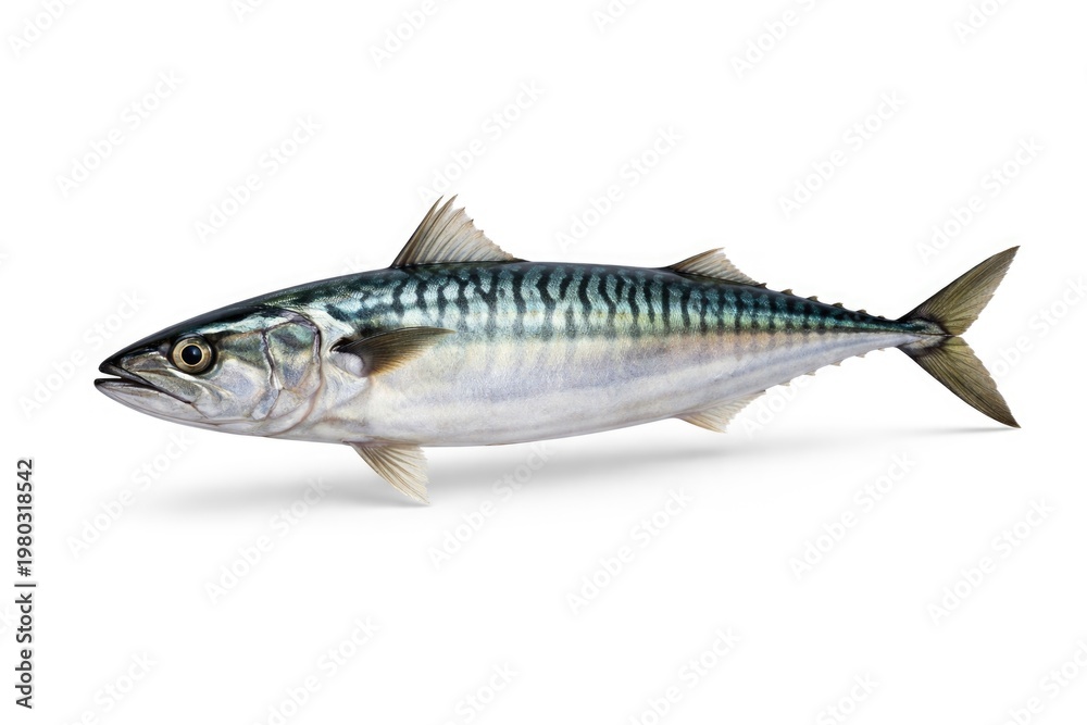 Naklejka premium Atlantic mackerel fish isolated on a clean white background