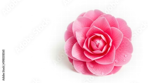 Blossoming Pink Camellia: Capturing the exquisite beauty of a vibrant pink camellia flower in full bloom, a symbol of love, admiration, and perfection.