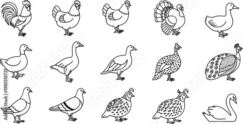 Set of 15 Flat Minimalist Line Icons Featuring Rooster, Hen, Turkey, Duck, Peafowl, Quail, Pigeon, and Swan, Ideal for Animal and Nature Designs