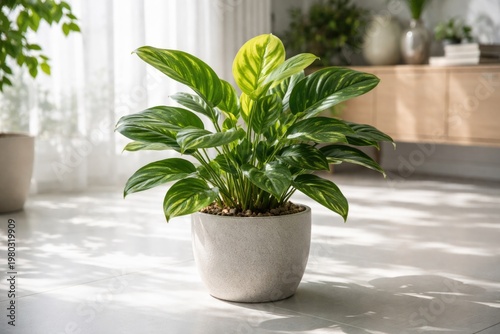 A vibrant potted plant on a smooth white floor enhancing indoor nature