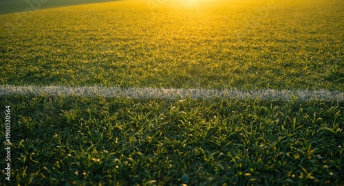 Soccer field texture highlighted by warm evening light with central and midfield athletes