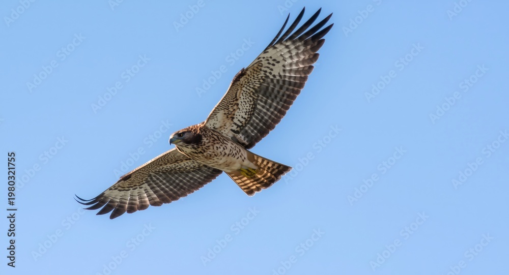 Fototapeta premium Wild red tailed hawk gliding with a bright sky backdrop