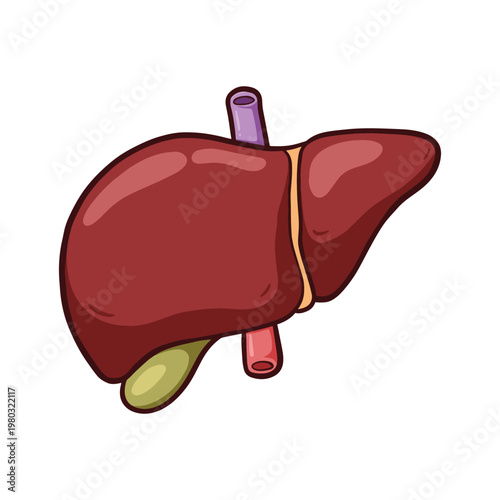 Cartoon Human Liver and Gallbladder Anatomy Illustration