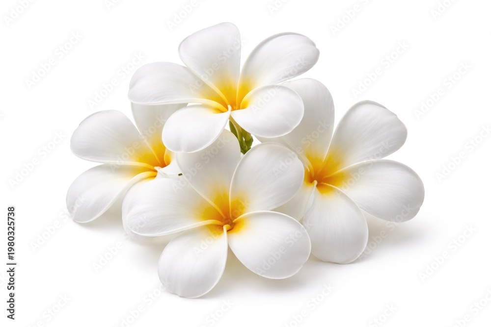 Naklejka premium White Plumeria Flowers Blooming Isolated on White Background