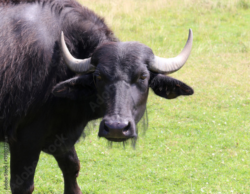 Wasserbüffel - Water buffalo