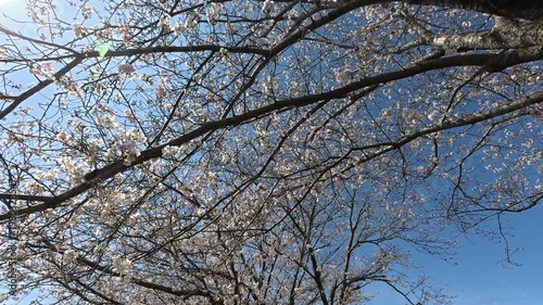 Cherry blossoms with a blue sky with a little sunshine.