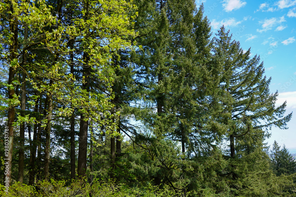 Fototapeta premium Trees in Forest - Nature Background