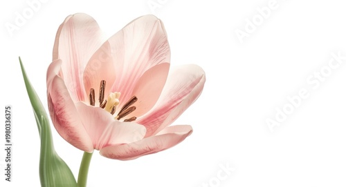 Soft watercolor depiction of spring tulip flower with pale pink petals and detailed stamens on white