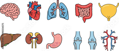 Cartoon vector illustration of human organs and body parts including brain, heart, lungs, liver, kidneys, stomach, and joints