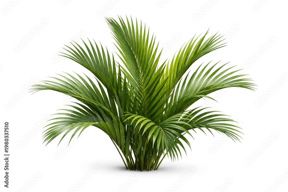 Fototapeta premium Isolated green nipa palm leaves with clipping path on white background