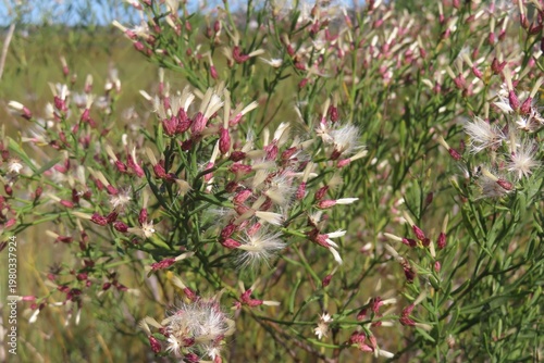Photos Baccharis flowers blooming in North Florida nature, closeup