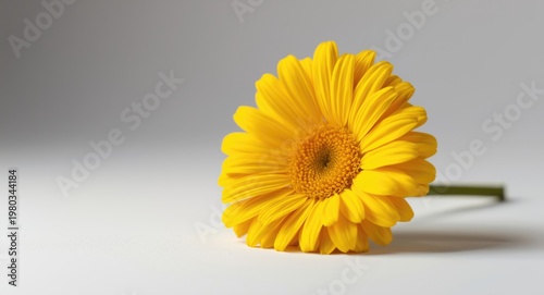 Yellow calendula flower in sharp macro focus with studio lighting on a plain white surface