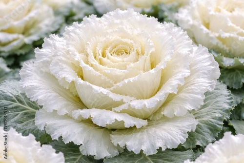 Close up of a fresh large white cabbage flower displaying detailed petals against a similar white cabbage background
