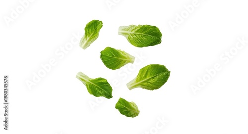 Washed green lettuce leaves levitating above pristine white backdrop
