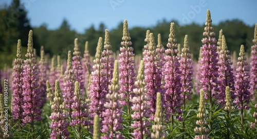 Summer scene of lupine flowers in full bloom
