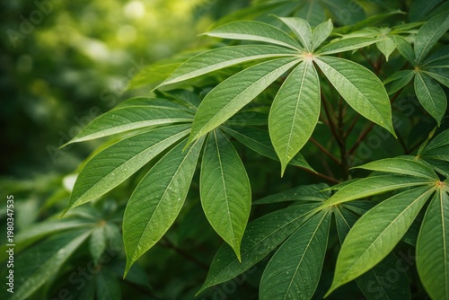 Close-up of vivid green cassava leaves with a gentle blurred botanical backdrop